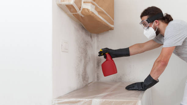 Professional Mold Removal technician working in Quincy, MA