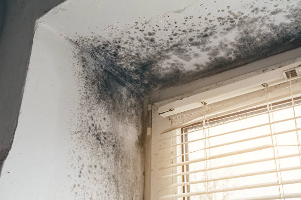 Affordable Mold Removal solutions in Quincy, MA